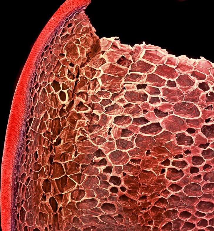17 Fascinating Photos of Products Under the Microscope Like You’ve Never Seen Them