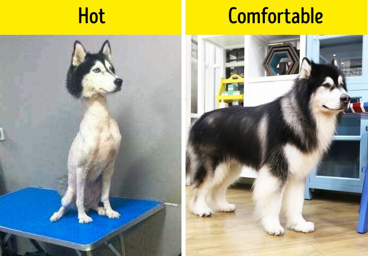 Dog with fur vs. dog without fur