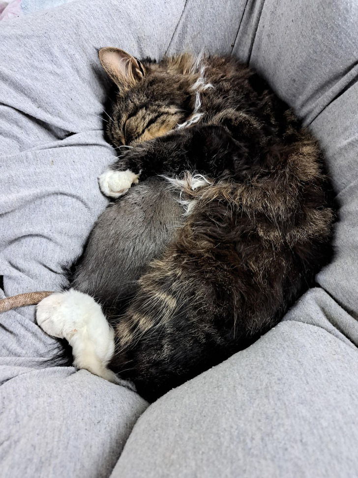 A Pet Rat Who Bullies the Cat