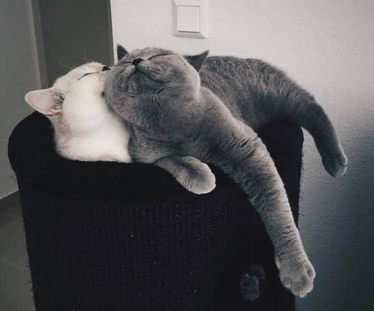 22 Adorable Cat Couples That Will Prove True Love Does Exist