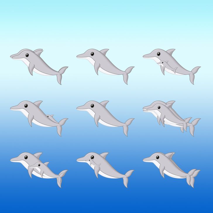 How many dolphins do you see in the picture below?