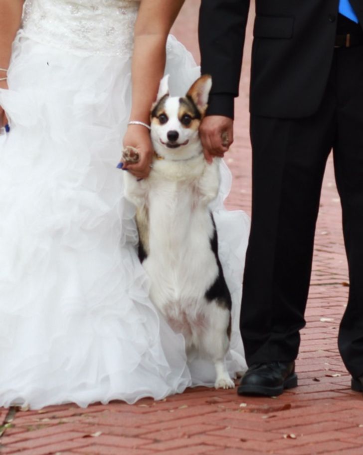 24 Cases Where a Wedding Photographer Captured Something Unexpected