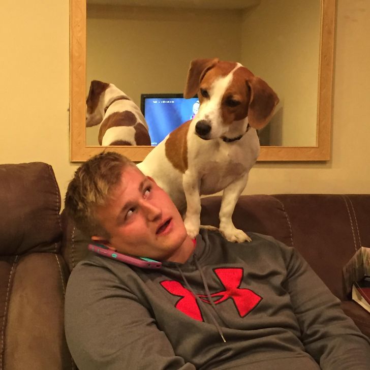 17 Cats and Dogs Who Cannot Do Without Their Humans