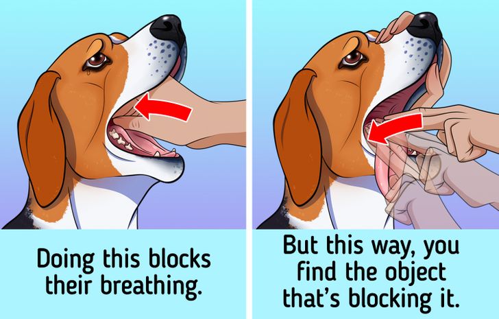 What to do if hot sale your dog is choking