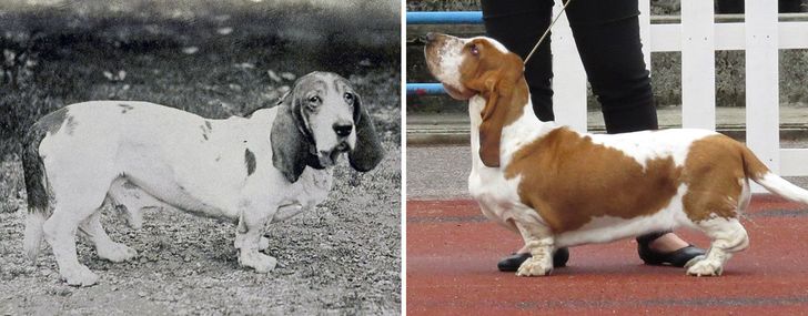 How Dog Breeds Have Changed Over the Last 100 Years