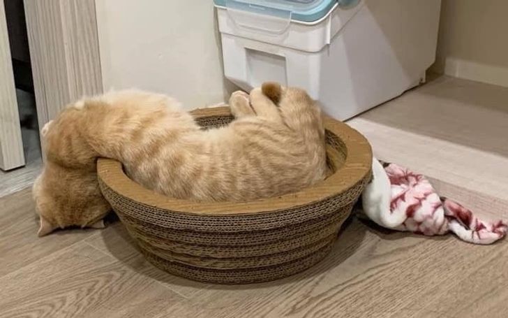 15 Photos That Prove Cats Are Liquid