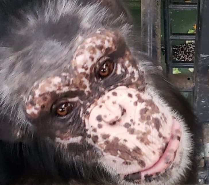 Selfie from a monkey with vitiligo