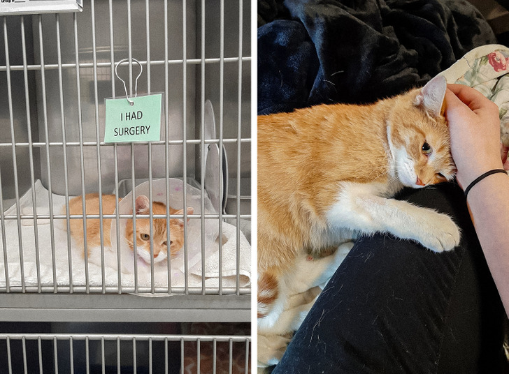 15+ People Who Couldn’t Pass By Homeless Animals and Gave Them a New Life