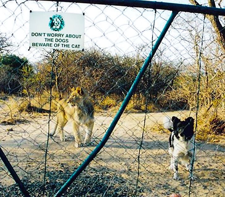 15+ Funny “Beware of the Dog” Signs and the Very Dangerous Dogs Behind Them