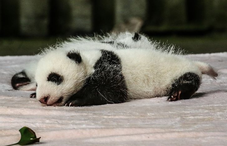 After 3 Decades Giant Pandas Are No Longer Endangered, and It Gives Us ...