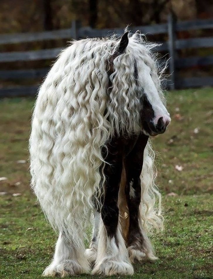 25 Animals Who Rock Their Glorious Hairstyles
