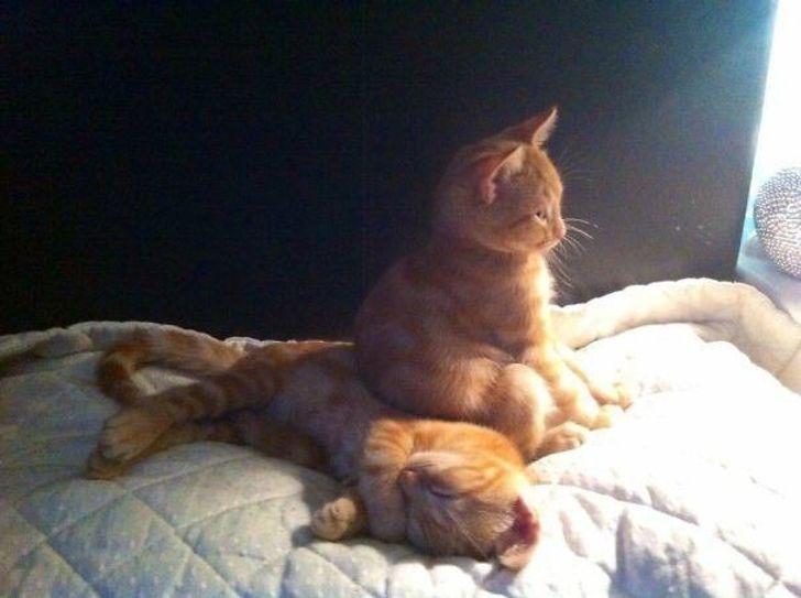 20 Hilarious Pictures Showing What Cats Are All About