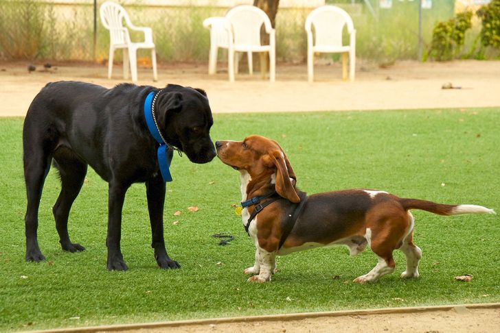 12 Things We Do That Dogs Absolutely Hate