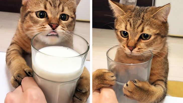 18 Cunning Pets That Are Incredibly Skillful at Making a Sad Face