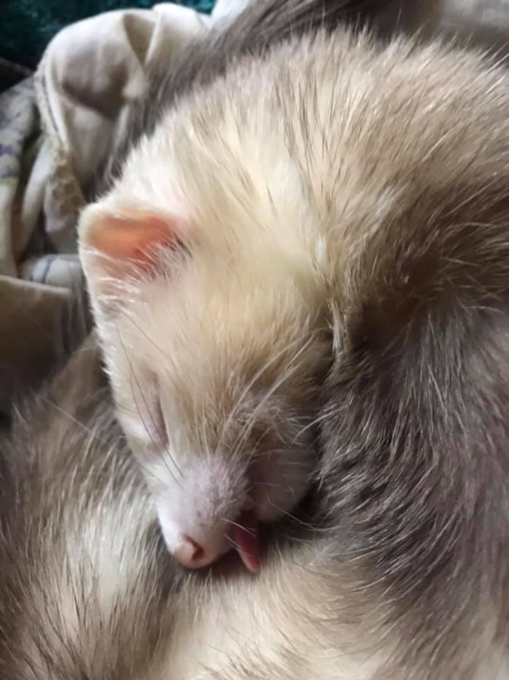 20 Bright Siders Shared Their Pets Who Won’t Let Anything Stand Between Them and Their Nap