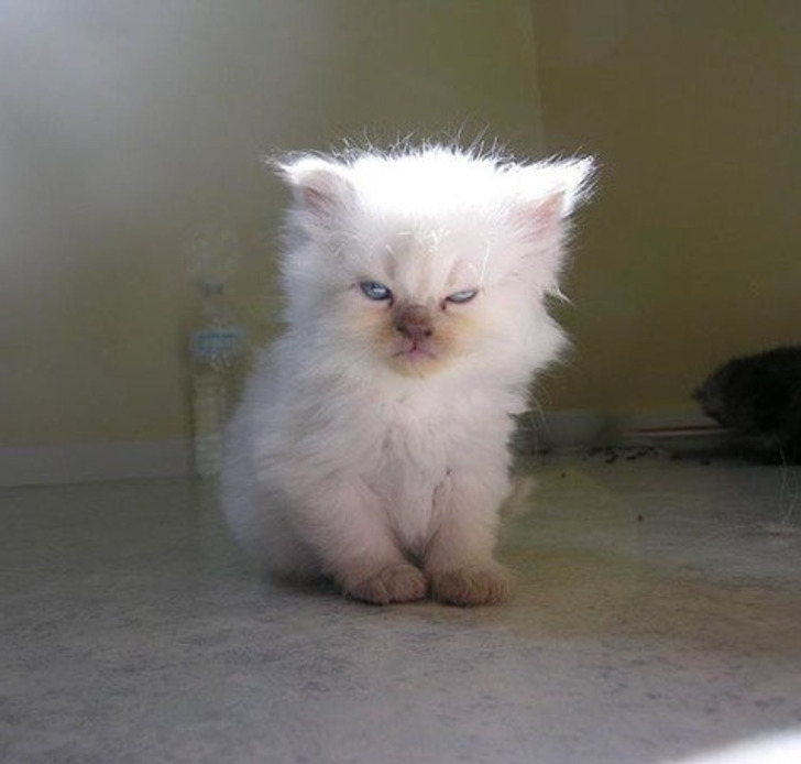 22 Animals That Look So Angry, They're Cute