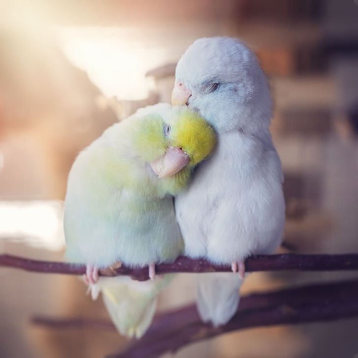 20+ Animal Couples That Look As Moving As Your Wedding Photographs