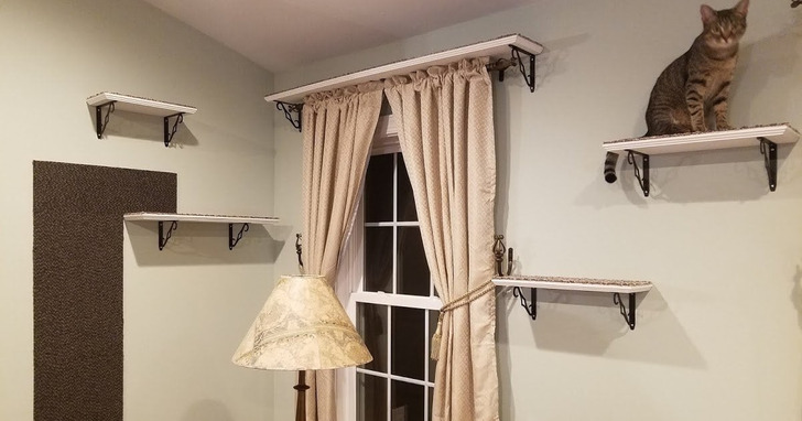 Cat Shelves That Almost Became a Bookshelf