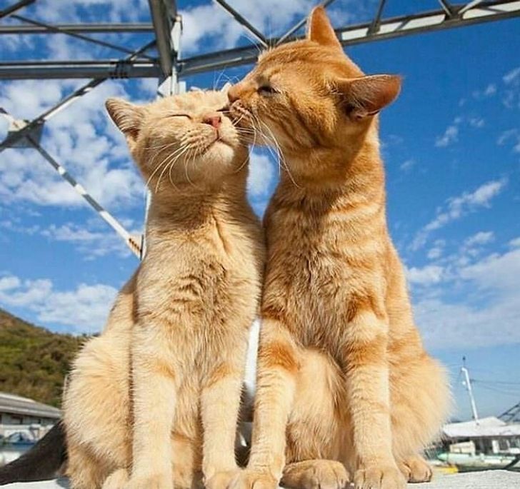 22 Adorable Cat Couples That Will Prove True Love Does Exist