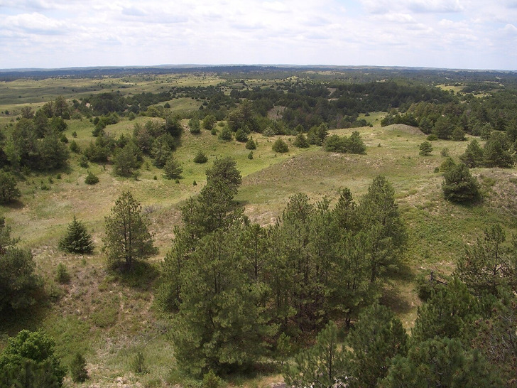 Today: pines on the Sandhills, Bessey Ranger District