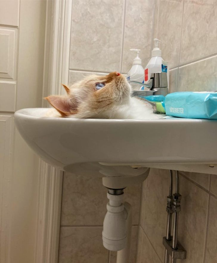 15 Photos That Prove Cats Are Liquid