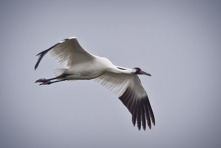 A whooping crane in flight in Texas