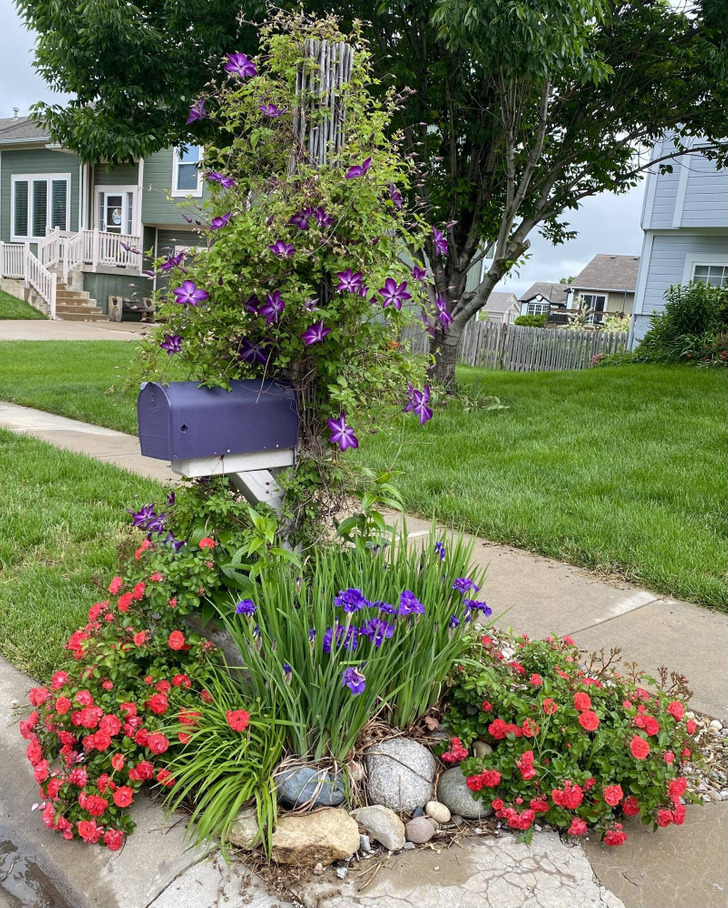 A Mailbox Garden That Makes a Wife Come Back Grinning, Grown From a $5 Clematis