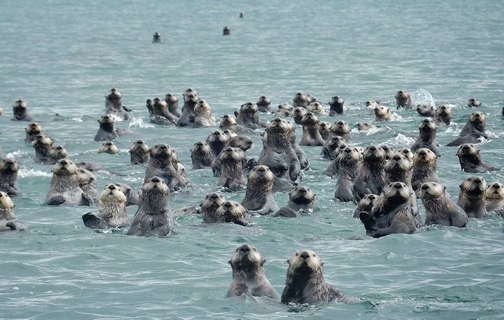Sea otters in Glacier Bay National Park
