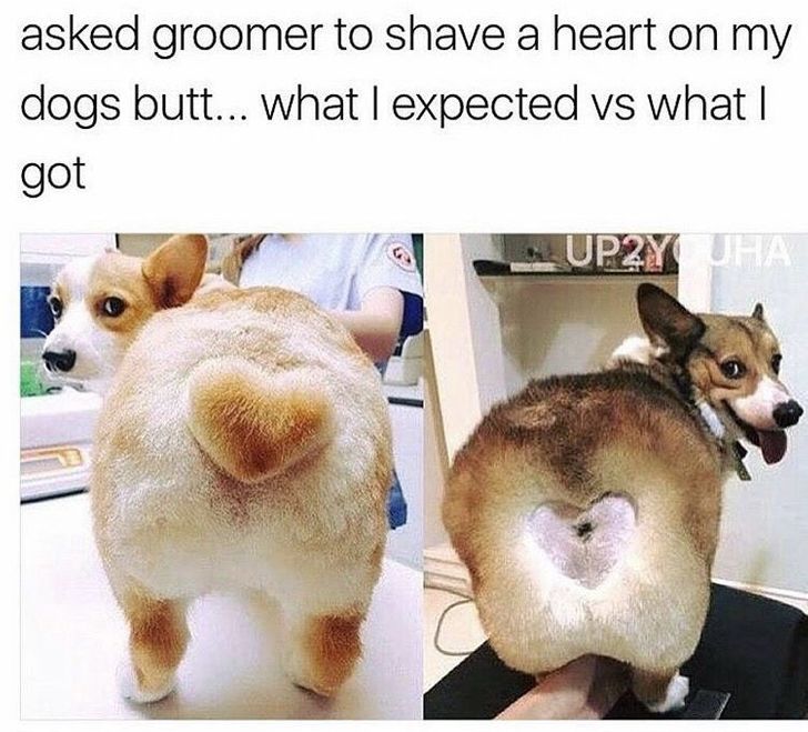 Dog haircuts deals