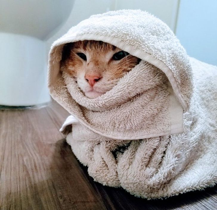 23 Warm Photos That Can Make You Want to Hug All the Cats in the World
