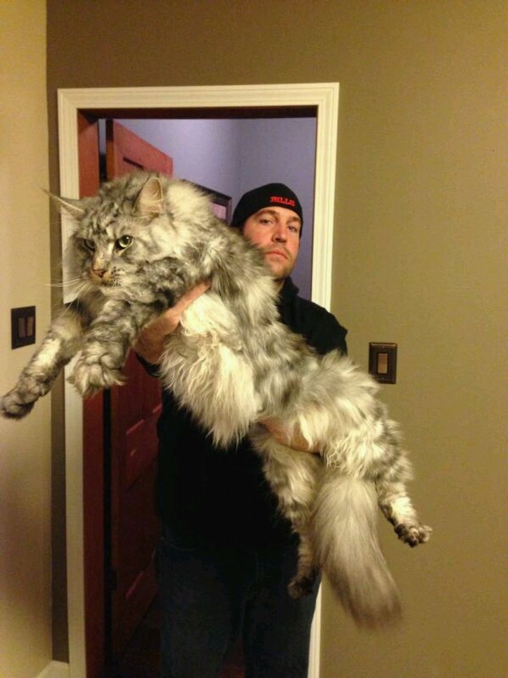 21 Majestic Maine Coon Cats That Will Show You Who S The Boss