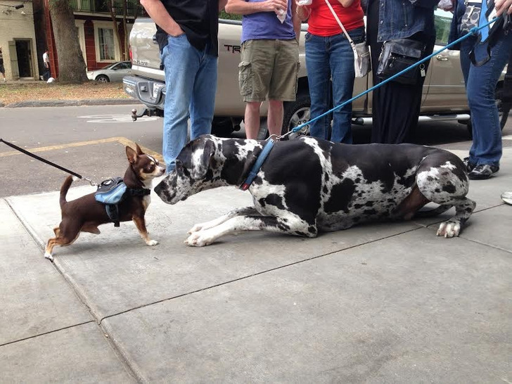 A Chihuahua Runs Into a Great Dane on the Street