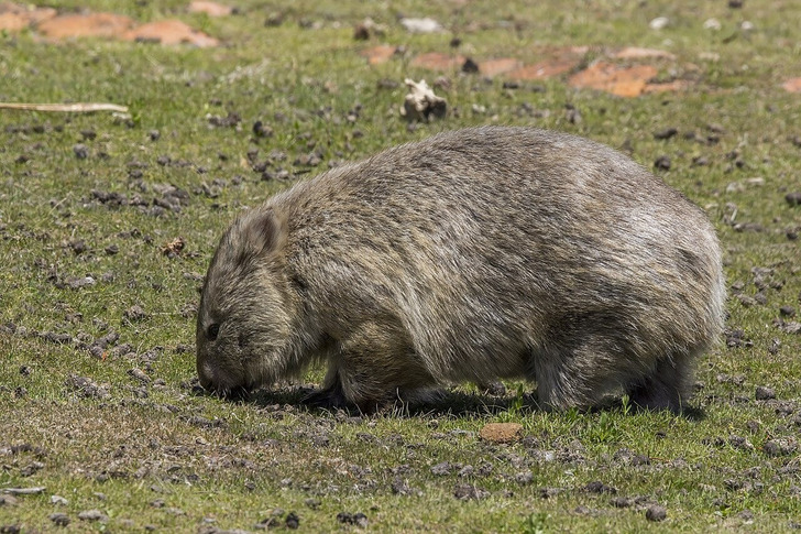 A common wombat on Maria Island, Tasmania