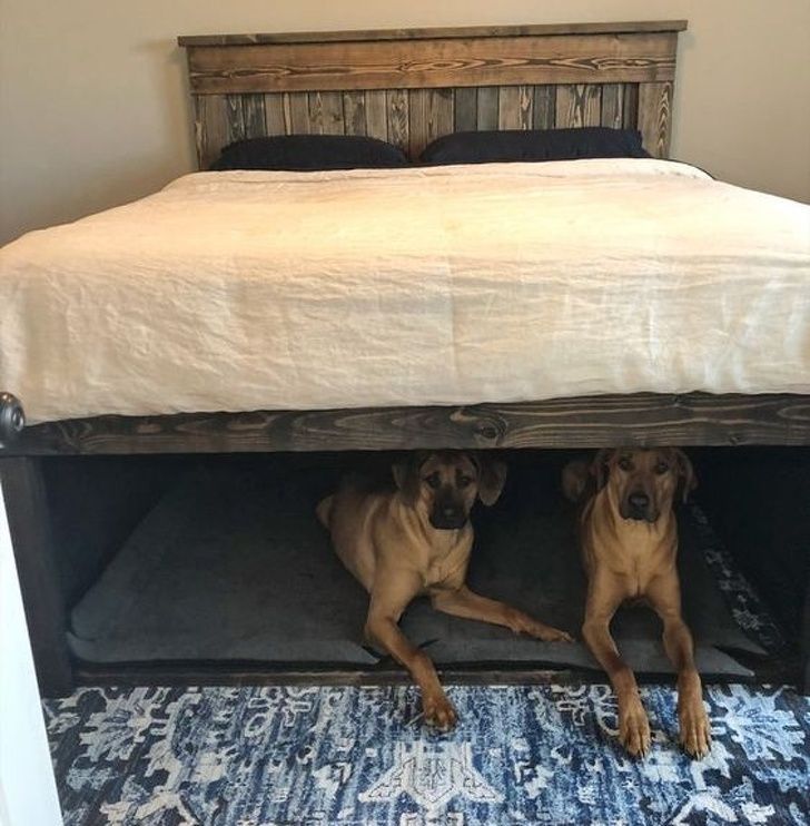 bed frame with dog bed under