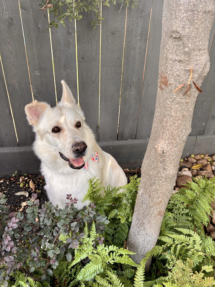 A Fluffy “Great Pyrenees” Who Turned Out to Be 100% German Shepherd