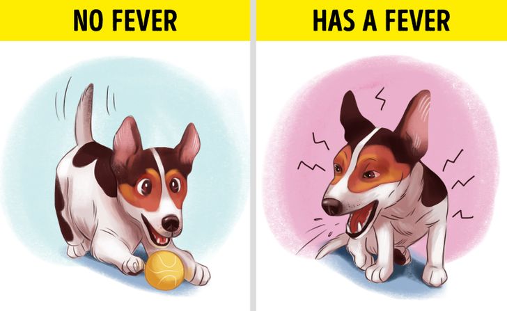 What do you do when your dog has a fever 7 Signs That Your Dog Has A Fever And What To Do While You Wait For