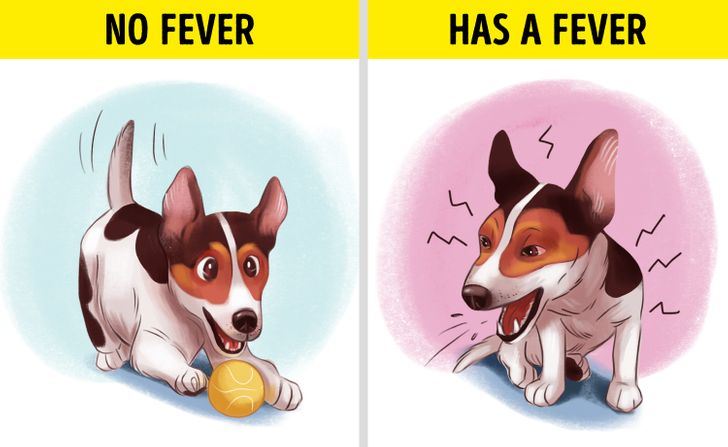 how do you know if your puppy has a fever