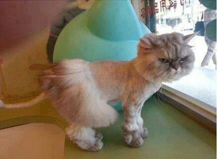 cat haircuts