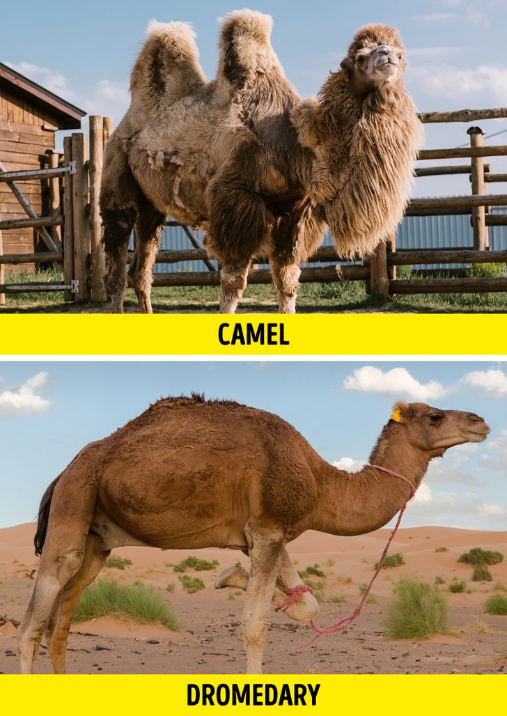 10+ Pairs of Animals That Are Almost Identical (and How to Not Confuse Them)