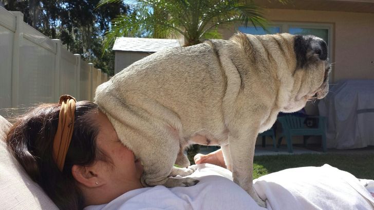 17 Cats and Dogs Who Cannot Do Without Their Humans