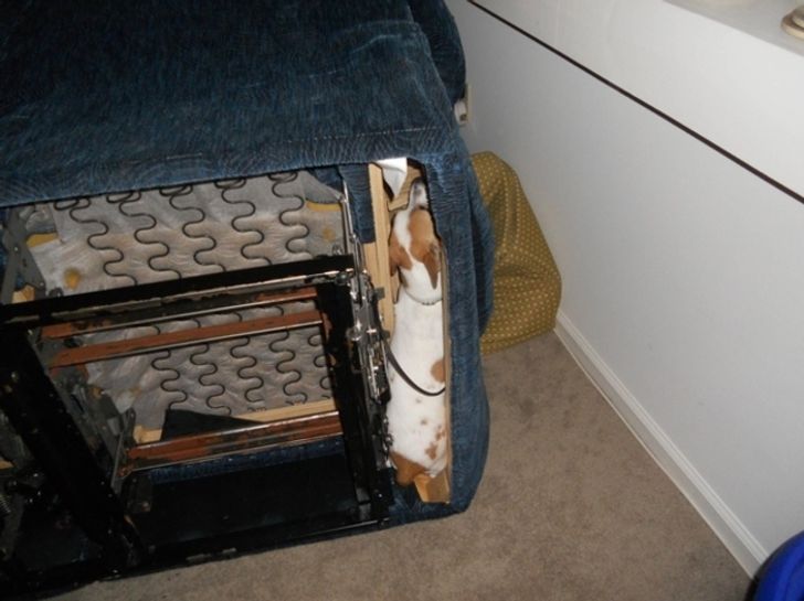 20 dogs who think they’ve found the perfect hiding place