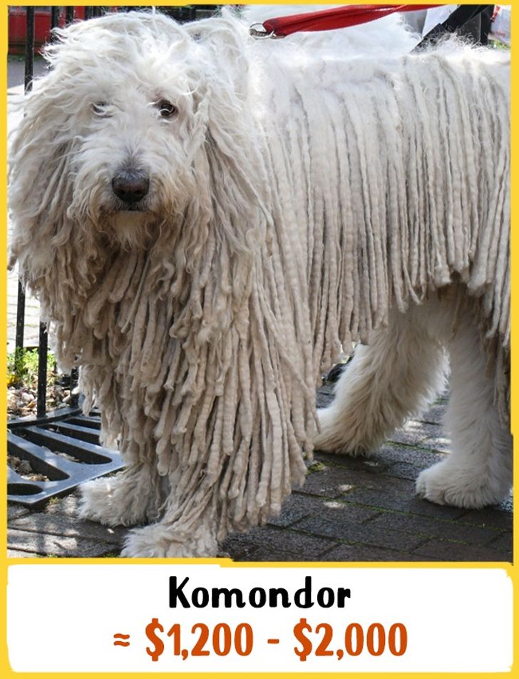 komondor dog price