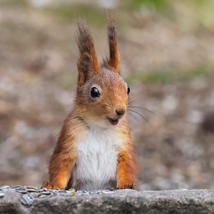 A Photographer Captures the Charm of Squirrels, and We Think We Found Our Spirit  Animal