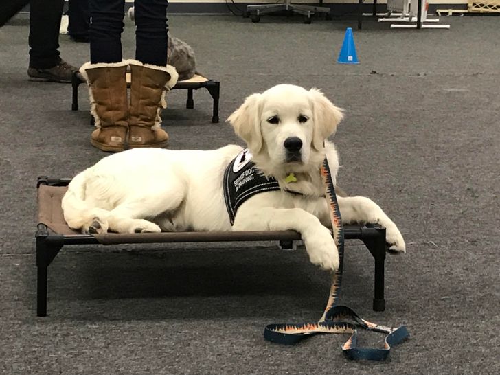 20+ Tireless Dogs Who Could Become “Employee of the Month”