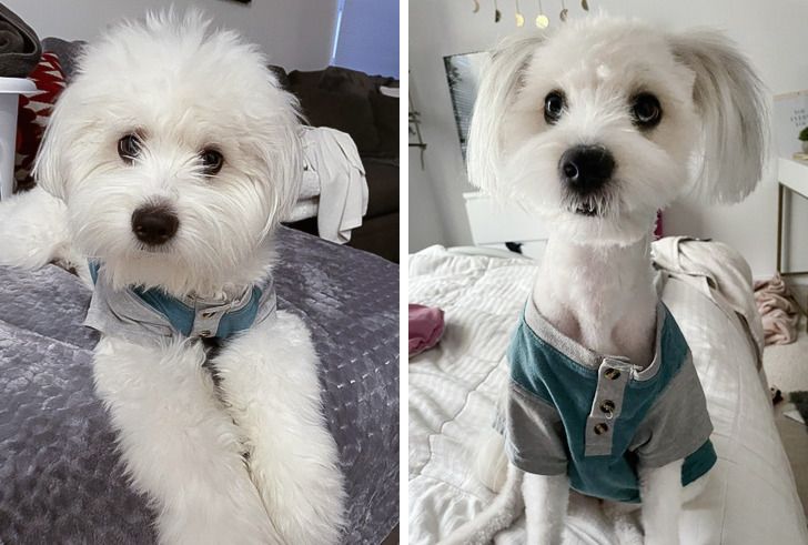 20 majiteľov domácich miláčikov, ktorí po zastrihnutí dostali úplne nového psa