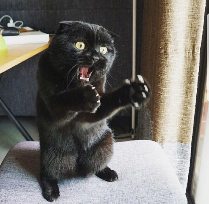 21 Times Cats Had Us Grinning From Ear To Ear