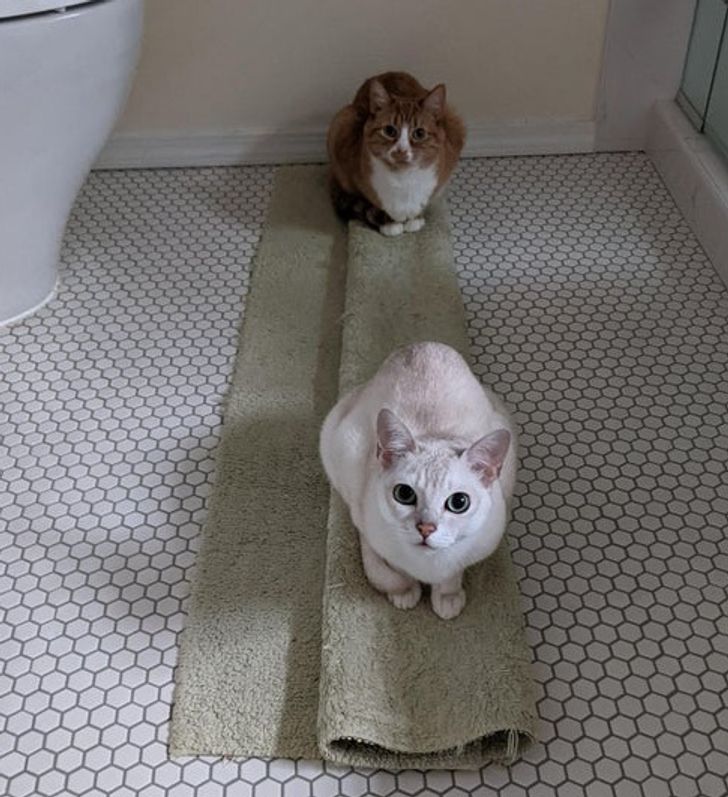 20+ Reddit Users Wanted to Know If Cat Traps Worked and Got an