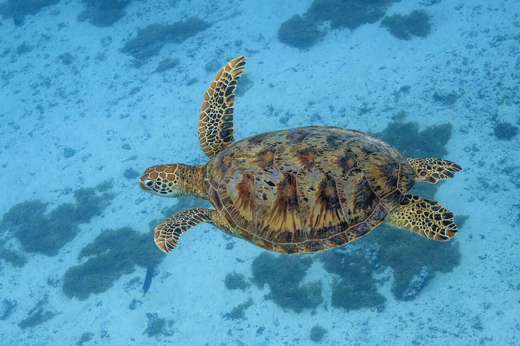 A green sea turtle off Moorea, French Polynesia