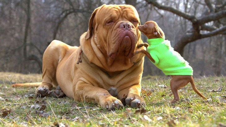 A 6-Pound Chihuahua Who Kisses a 150-Pound French Mastiff