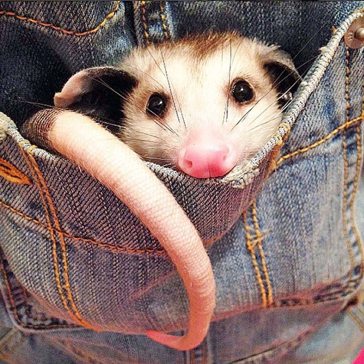 15+ Times Opossums Mastered the Art of Being Adorable / Bright Side